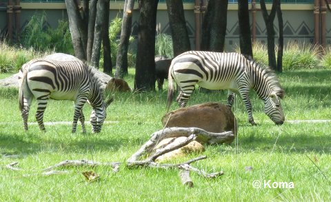 kidani-village-zebras-2.jpg