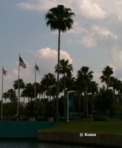 palm-trees-at-hollywood-studios.jpg