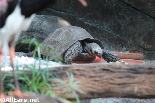 Animal Kingdom Asian Brown Tortoises