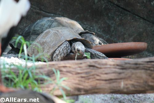 Animal Kingdom Asian Brown Tortoises