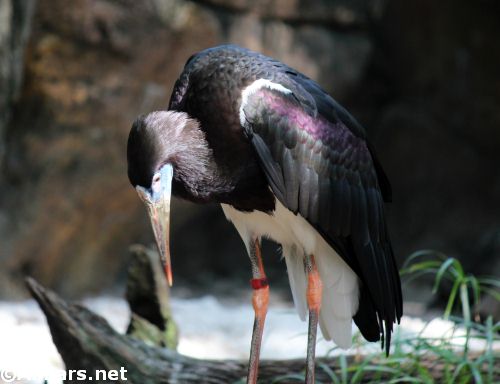 Animal Kingdom Abdim Stork