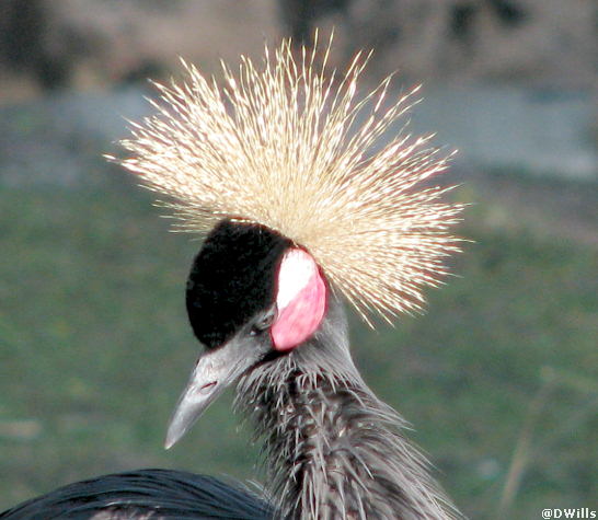 West African Crowned Cranes 