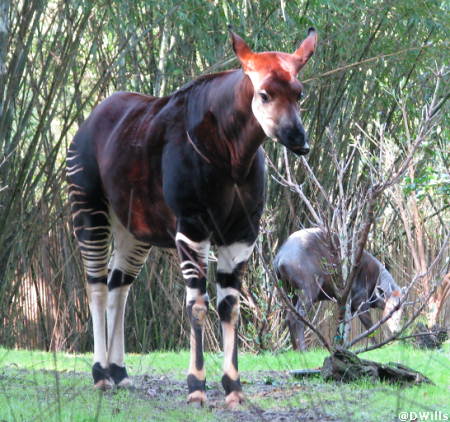 Okapi and Yellow Back Diker