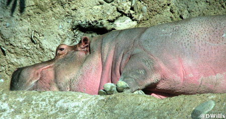 Nile Hippopotamus 