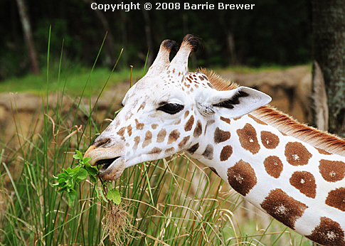 giraffebarrie.jpg