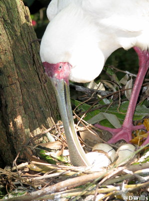 Spoonbill and Eggs