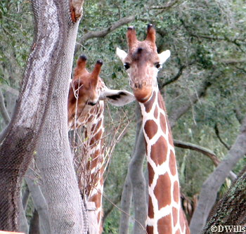 Giraffes on the Arusha Savannah