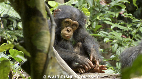 Chimpanzee100.jpg