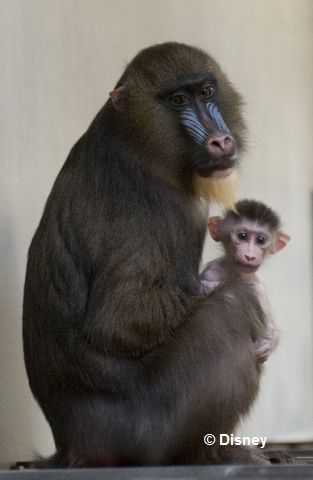 baby_mandrill_and_mother.jpg