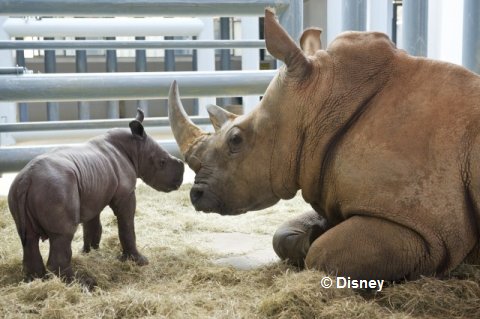 rhino-baby-with-mother.jpg