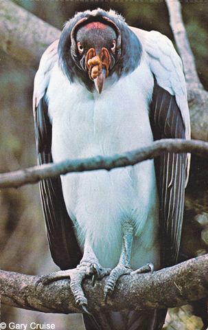 Vulture postcard