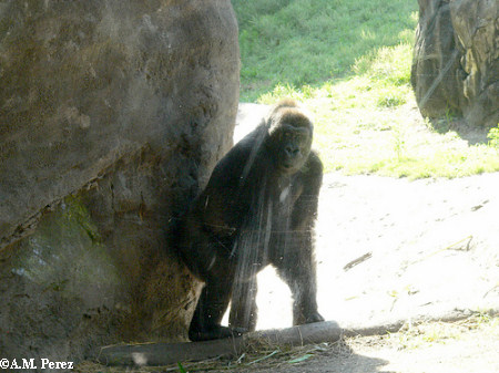 Gorilla Pangani Forest Exploration Trail Disney's Animal Kingdom
