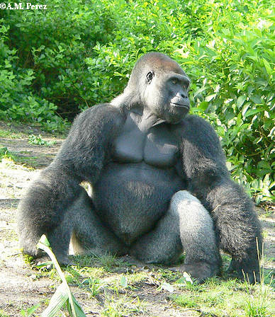 Gorilla Pangani Forest Exploration Trail Disney's Animal Kingdom
