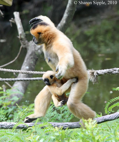 White-cheeked Gibbon