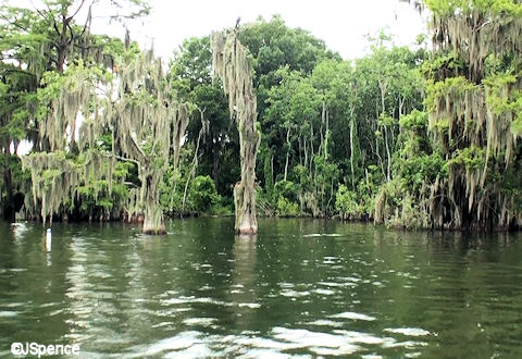 Fort Wilderness Shoreline