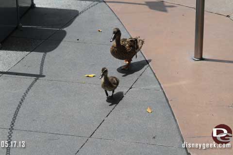Disneyland Resort Photo Update - 5/17/13