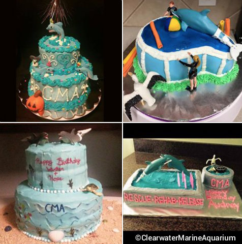 clearwater-marine-aquarium-birthday-cakes-winter-hope.jpg