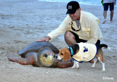 disney-world-epcot-flower-garden-captain-ron-dog-turtle-conservation.jpg