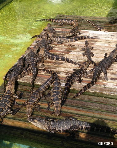 gatorland-gators-sunning.jpg