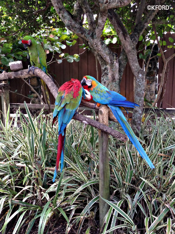 gatorland-parrots.jpg