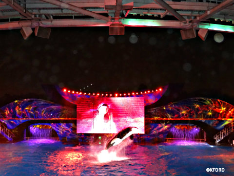 seaworld-christmas-shamu-christmas-miracles-1.jpg