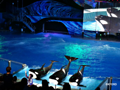 seaworld-christmas-shamu-christmas-miracles-2.jpg