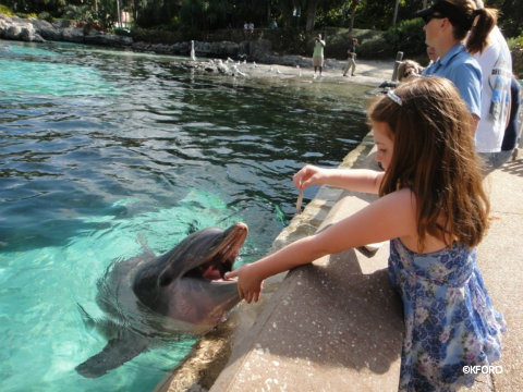 seaworld-dolphin-feeding2.jpg
