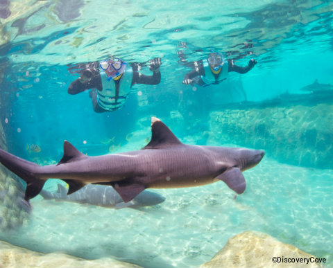 seaworld-orlando-discovery-cove-shark-swim.jpg