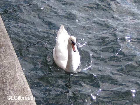 Copenhagen swan