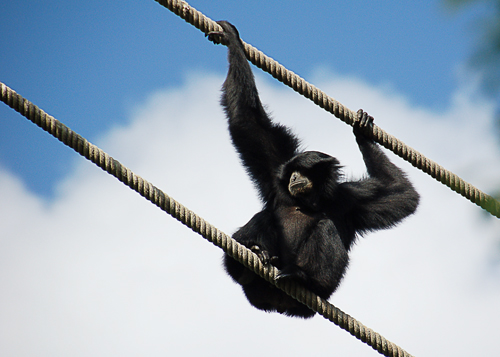 Chimpanzee at Disney's Animal Kingdom