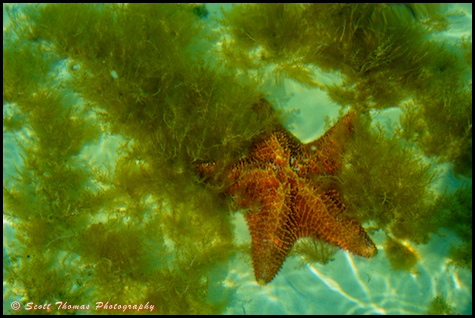 A starfish off the beach at Serenity Bay on Castaway Cay.