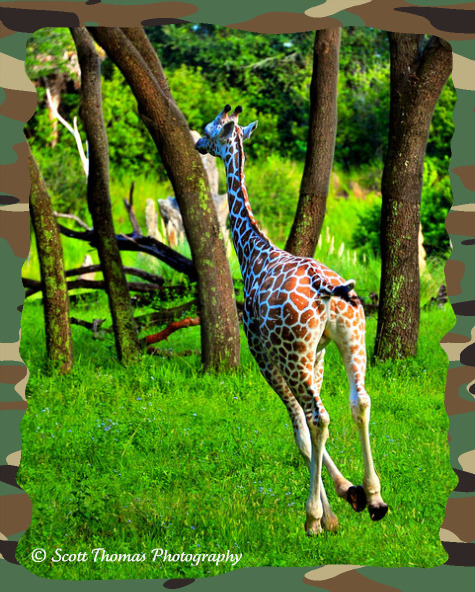 A galloping giraffe on the Kilimanjaro Safari in Disney's Animal Kingdom, Walt Disney World, Orlando, Florida