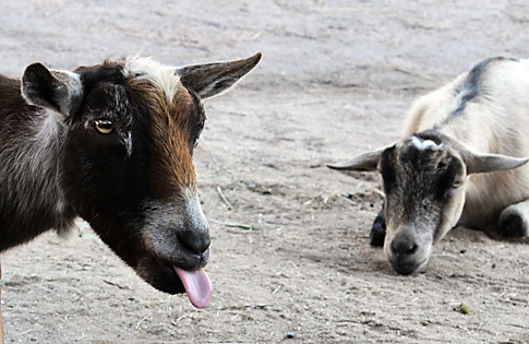 Goats at Rafiki's Planet Watch