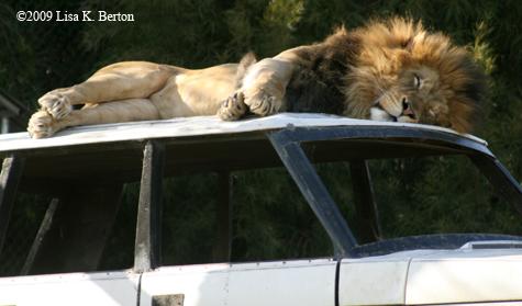 lkb_bday4_wildanimalpark.jpg