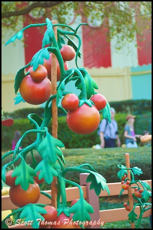 Mickey shaped tomatos in Mickey's Country House garden in Toontown Fair in the Magic Kingdom, Walt Disney World, Orlando, Florida.