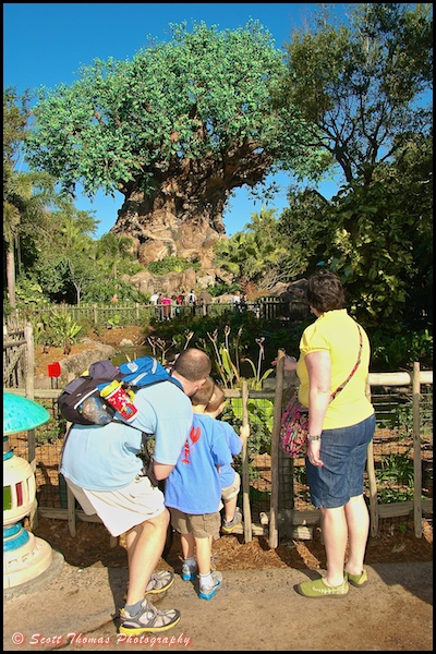 A family seeing the Tree of Life in Disney's Animal Kingdom for the first time, Walt Disney World, Orlando, Florida