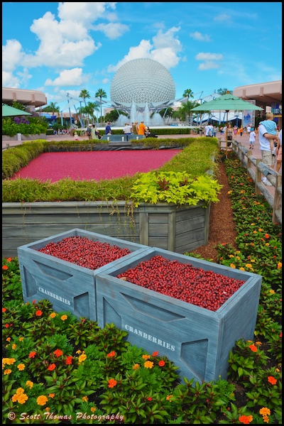 Ocean Spray's Cranberry Bog Exhibit at Epcot, Walt Disney World, Orlando, Florida.