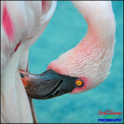 Pink Flamingo preening itself on the Oasis at Disney's Animal Kingdom, Walt Disney World, Orlando, Florida