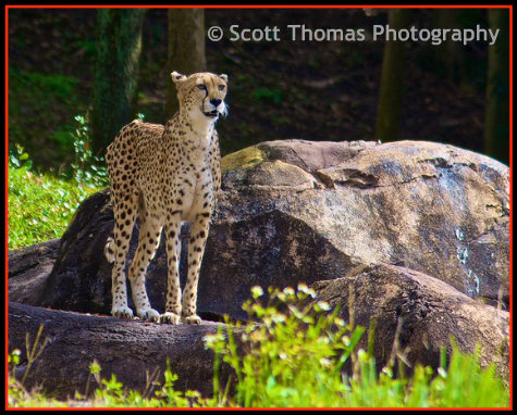Cheetah photographed on the Kilimanjaro Safari in Disney's Animal Kingdom, Walt Disney World, Orlando, Florida