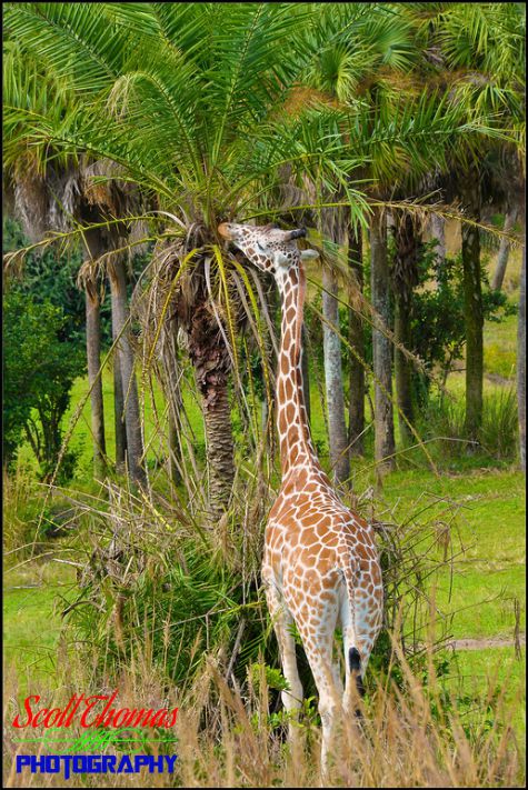 Reticulated Giraffe photographed eating during the Wild Africa Trek tour at Disney's Animal Kingdom, Walt Disney World, Orlando, Florida