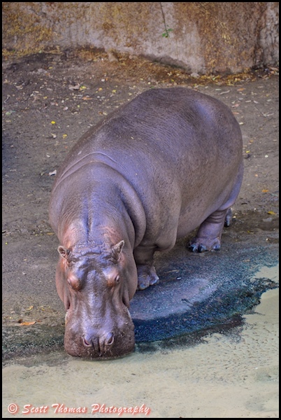Hippopotamus on the Wild Africa Trek in Disney's Animal Kingdom, Walt Disney World, Orlando, Florida