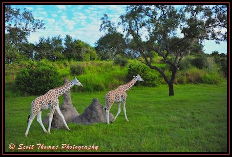 Two young reticulated giraffes seen on the Kilimanjaro Safari in Disney's Animal Kingdom, Walt Disney World, Orlando, Florida