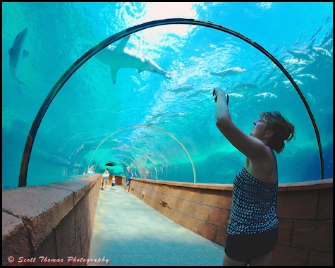 A tourist photographs a shark swimming overhead at the Atlantis resort aquarium on Paradise Island, Nassau, Bahamas
