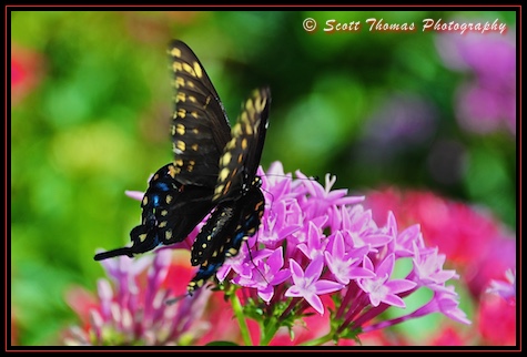 Butterfly on a flower bush in Epcot's World Showcase, Walt Disney World, Orlando, Florida