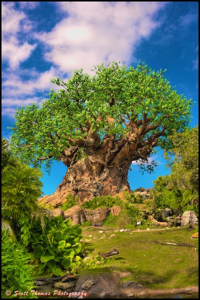Tree of Life in Disney's Animal Kingdom, Walt Disney World, Orlando, Florida.