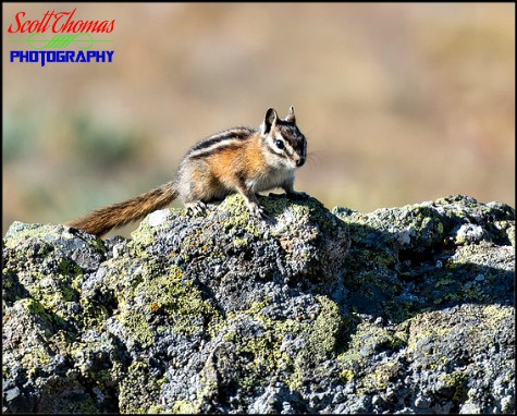 Olympic Chipmunk along the Hurricane Hill trail in Olympic National Park near Port Angeles, Washington