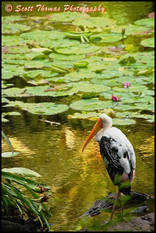 Yellow-billed Stork environment in Disney's Animal Kingdom, Walt Disney World, Orlando, Florida
