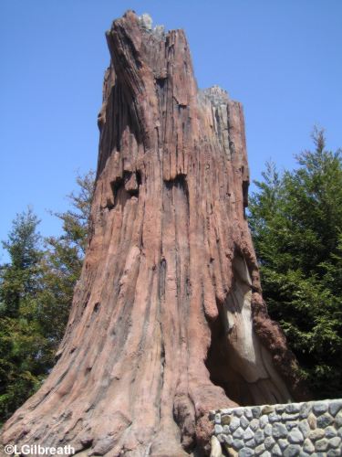 redwood_tree.jpg