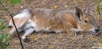 Patagonian Cavy