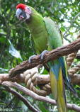 Military Macaw